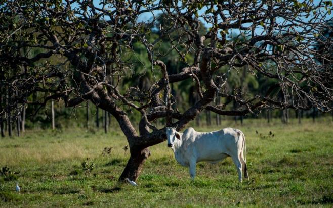 Mapa confirma caso de mal da vaca louca em Mato Grosso