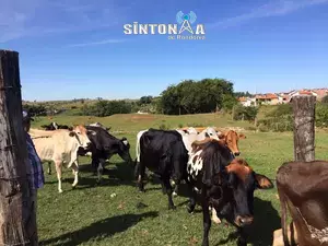 Cabeça de garrote custa, em média, R$ 1.001,87 em Rondônia, diz Emater