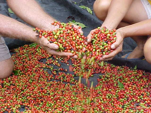 Cresce a produtividade do café robusta em Rondônia