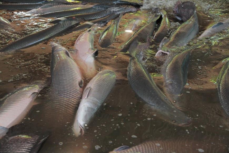 Governo libera pesca do pirarucu em Rondônia, mas pescadores precisam seguir regras; Confira