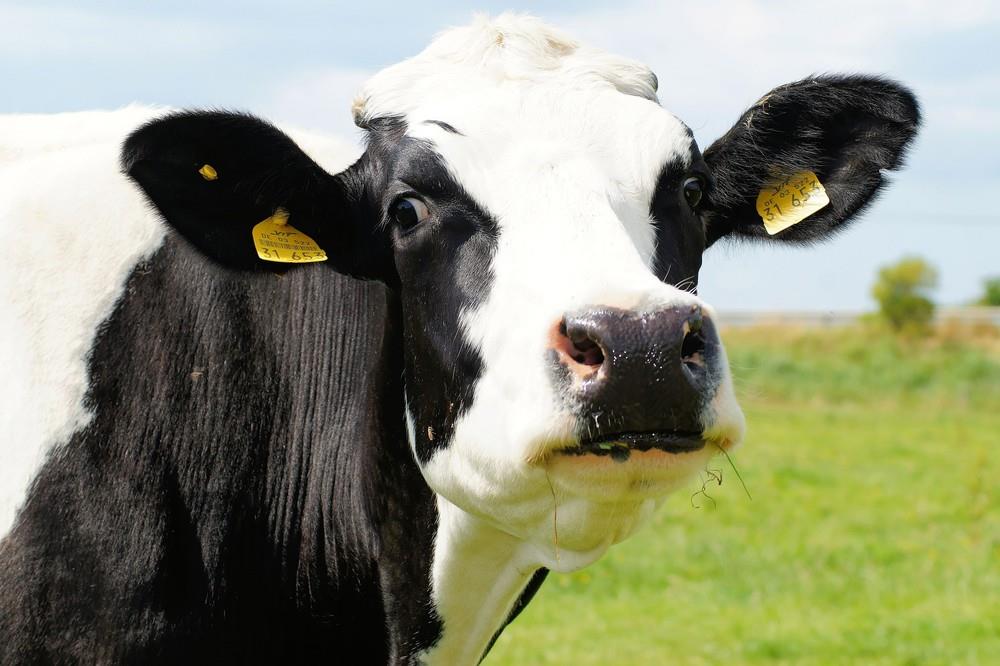 Arroba da vaca gorda à vista custa em média R$ 123,72 em Rondônia, diz Emater