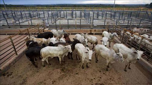 04/07/2017 08:04-Brasil Ministério da Agropecuária admite que vacina mal aplicada causa abscesso Nota técnica da Secretaria de Defesa Agropecuária afirma que abscessos estão relacionados com a aplicação incorreta do produto