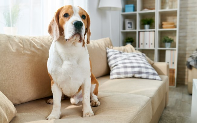 Condomínios não podem proibir animais domésticos em apartamentos