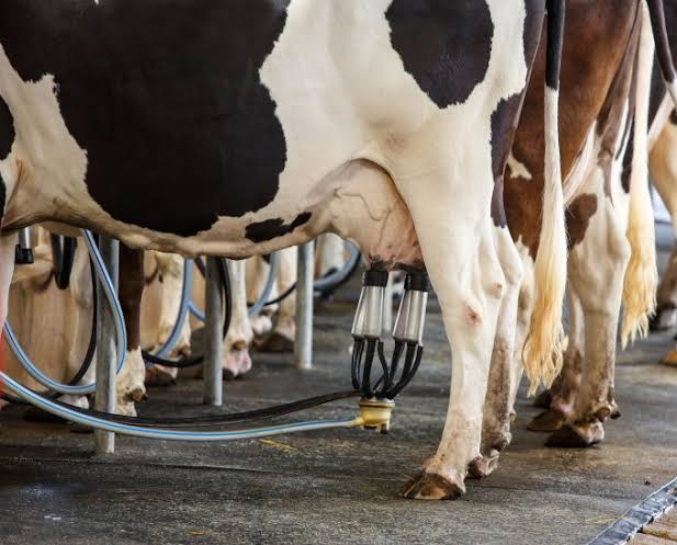 Preço do leite sobe na safra com pressão de produtos industrializados