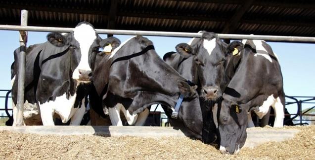 Boas práticas de manejo melhoram índices reprodutivos do rebanho leiteiro