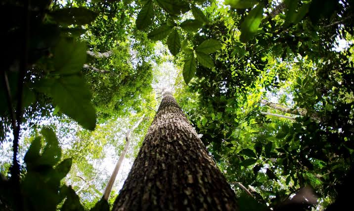 Estado suspende prazos de licenciamento ambiental e outros atos