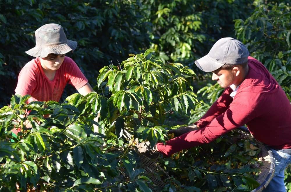 Covid-19: Coocafé adota medidas estratégicas diante desse novo cenário global