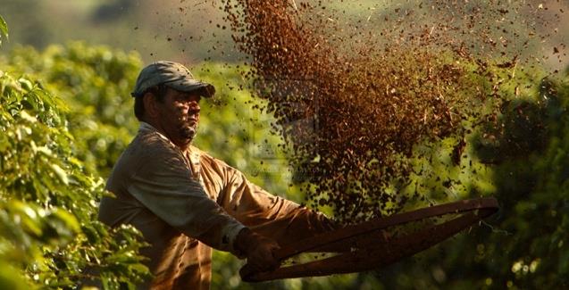 Em meio à pandemia, colheita de café em Minas começa em um mês