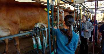 Laticínios buscam novos mercados