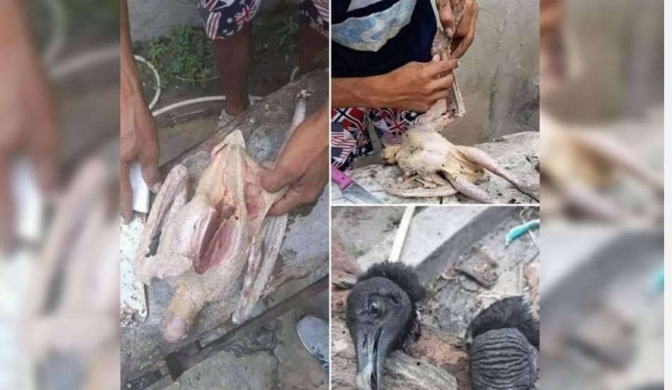 Carne de Urubu sendo vendida em feira como galinha Caipira.