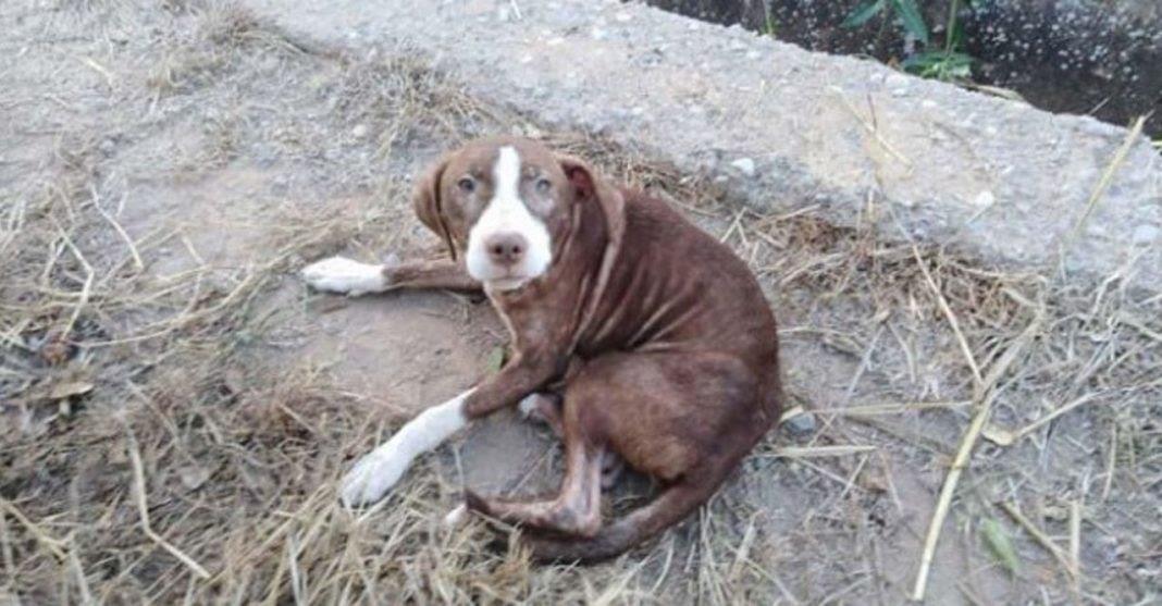 Cão de rua encontra idoso com Alzheimer e cuida dele. Homem ficou perdido a noite inteira