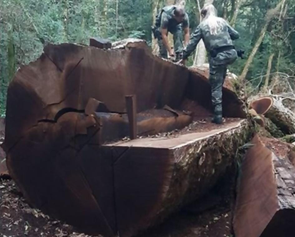 Árvore de 535 anos, mais antiga que o Brasil, é derrubada para virar cerca em SC