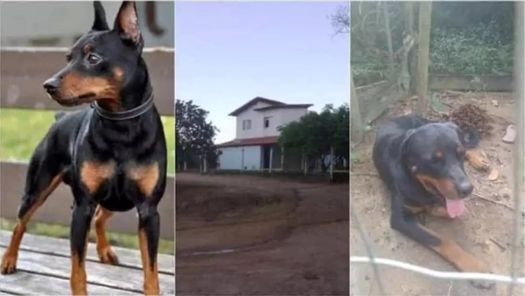 Cachorro pincher morre após salvar crianças de ataque de Rotvailer em Linhares