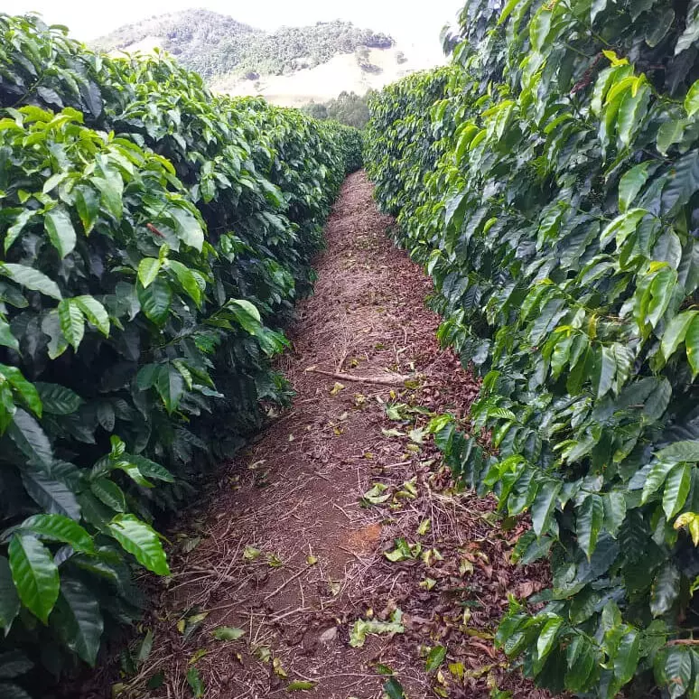 Produtores reclamam da dificuldade de mão de obra em colheita de café no Norte do Espírito Santo