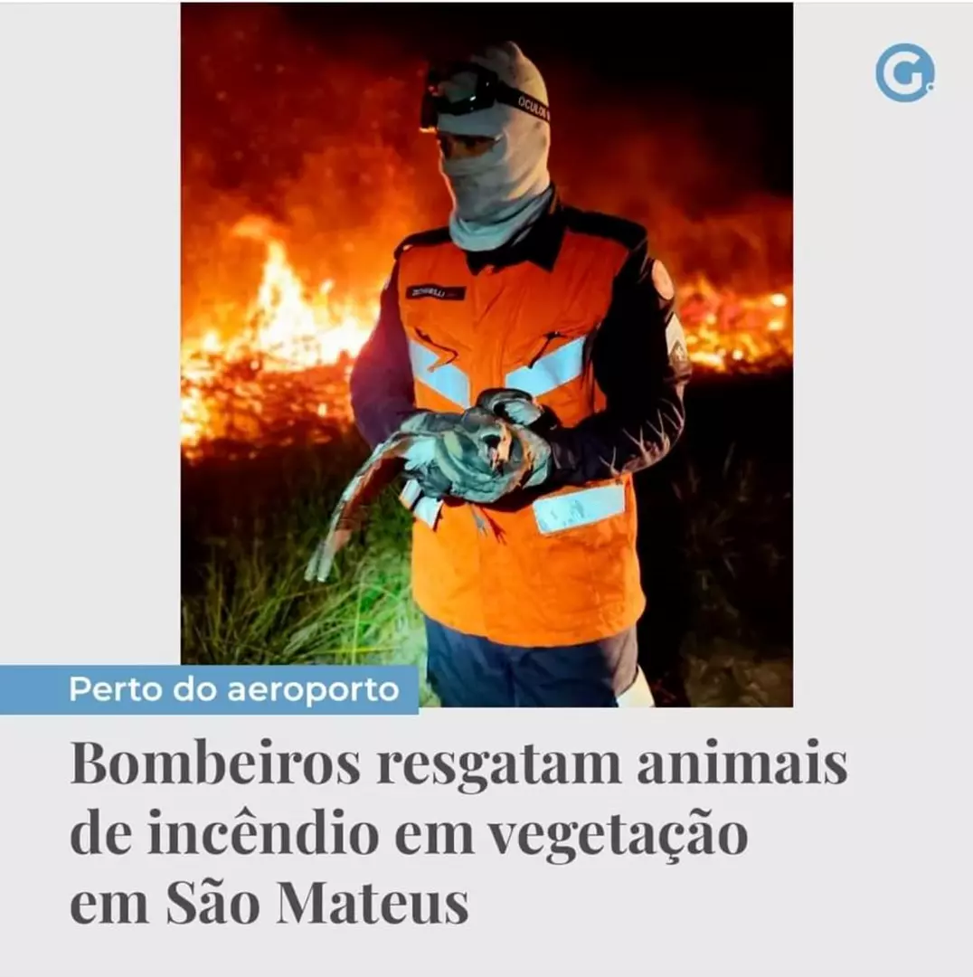 Bombeiros resgatam animais de incêndio em vegetação no Município de São Mateus