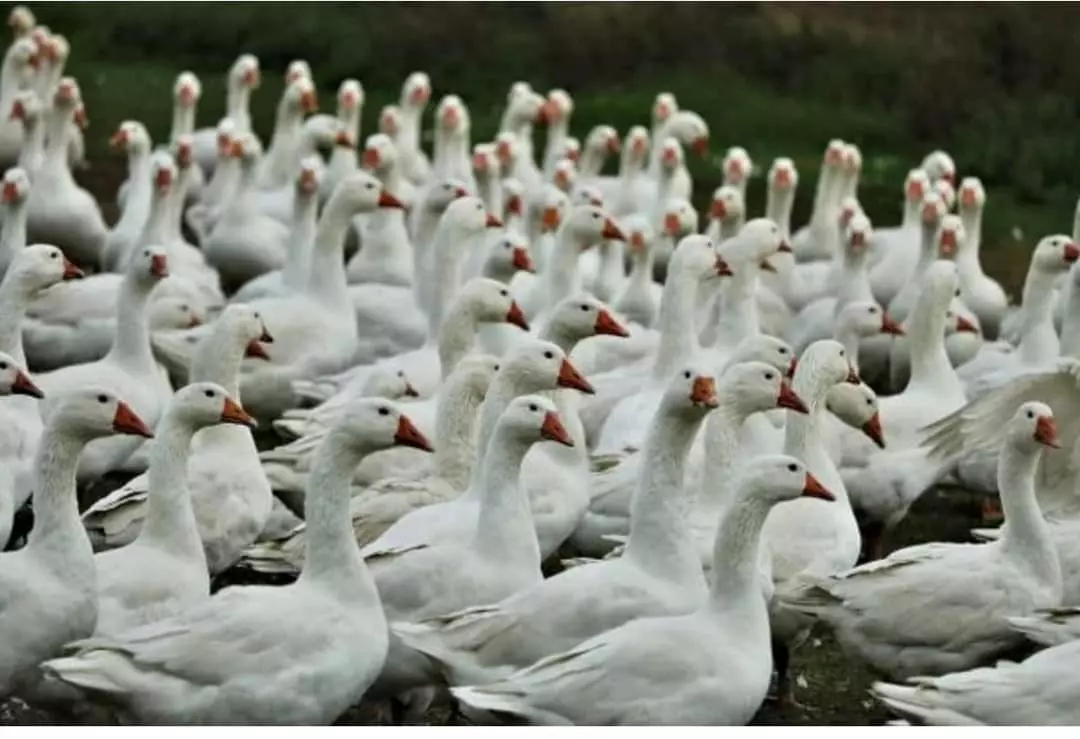 Japão suspende compra de carne de aves do Espírito Santo após caso de gripe aviária