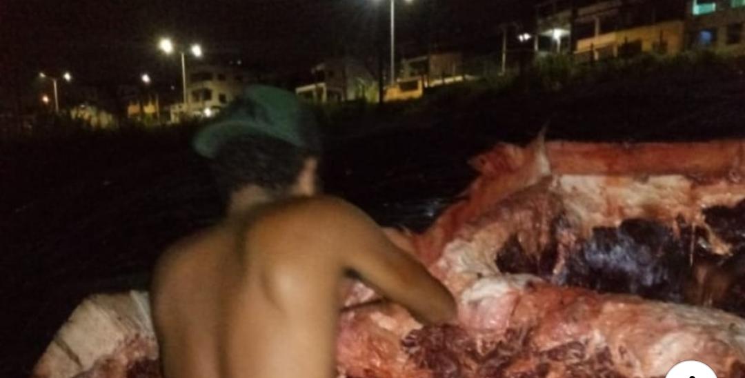 População corta carne de Baleia morta em Salvador para o consumo