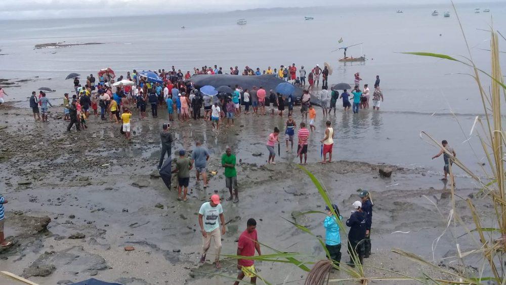 Dois dias após morte, baleia continua em praia e moradores pegam carne de animal