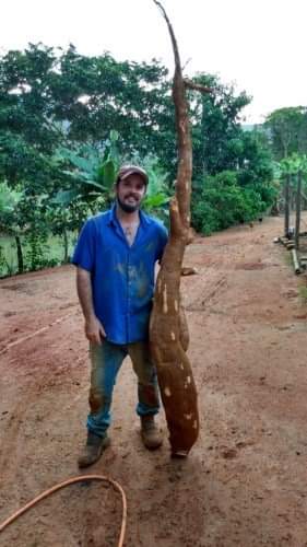 Agricultor colhe mandioca com mais de 2 mts de comprimento no interior de Rio Bananal