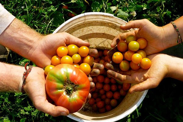 Agricultura biodinâmica – Fonte de matéria prima