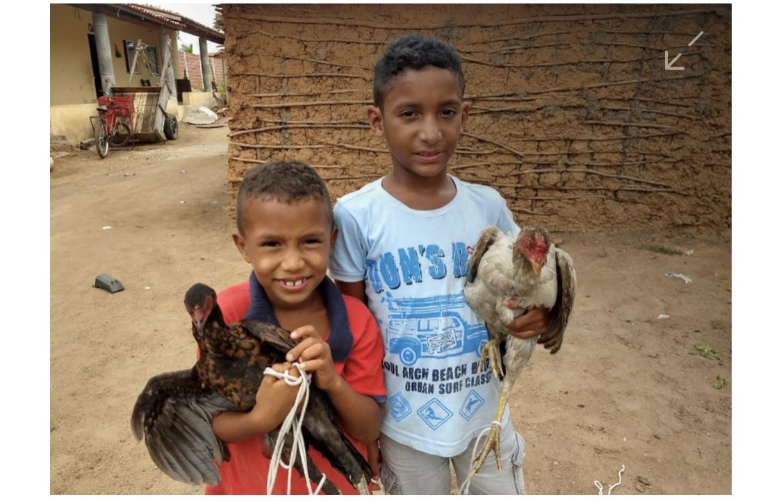 Crianças que pediram galinhas a Papai Noel para terem o que comer ganham um ano de fornecimento de ovo