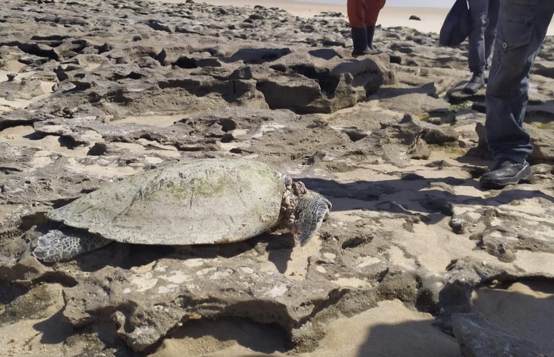 Instituto  registra a morte de uma dezena de tartarugas na Praia da Taiba nos últimos três anos