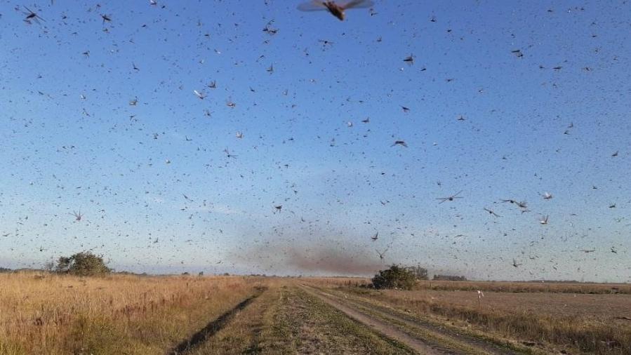 Nuvem de gafanhotos ameaça chegar ao Brasil depois de passar pela Argentina