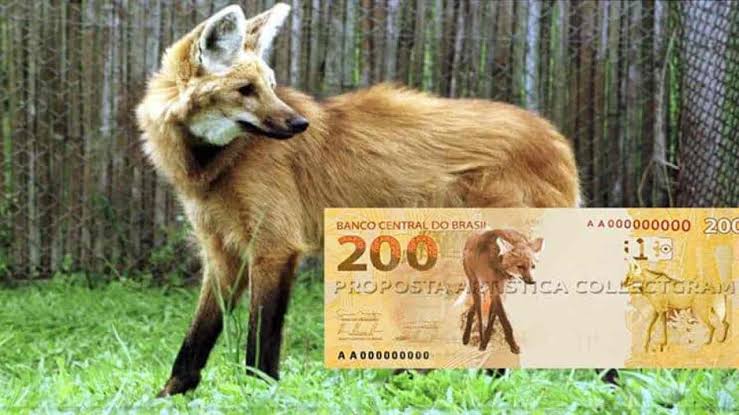 Banco Central lançará cédula de R$ 200 com imagem de lobo-guará