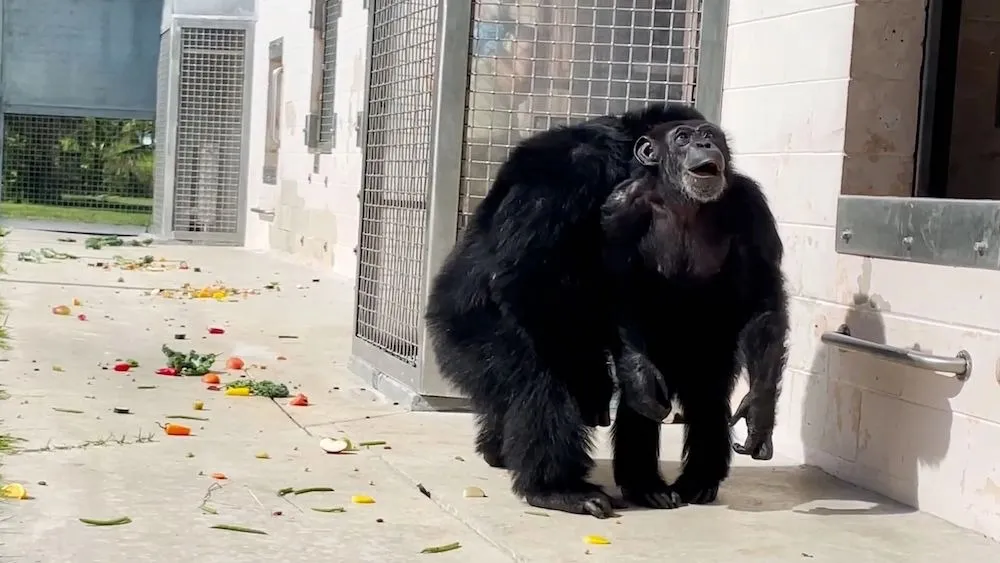 Chimpanzé de 28 anos vê a luz do sol pela primeira vez