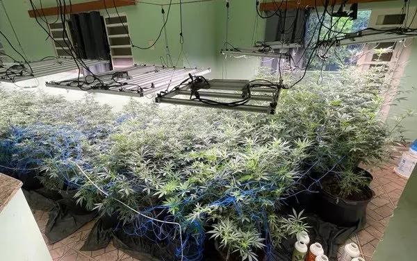 Polícia Militar encontra plantio de “super maconha” com estufas e estrutura de última geração