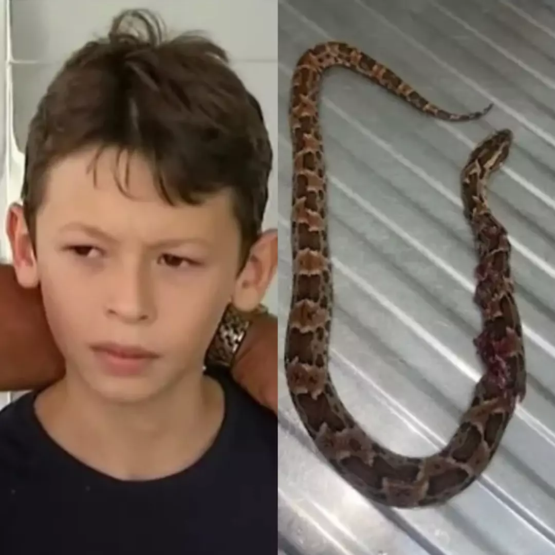 Desespero! Criança é picada após pisar em serpente venenosa; vídeo, Curiosidades