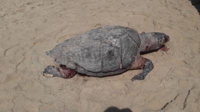 Tartaruga é encontrada morta na praia de Taíba nesta sexta-feira (15)