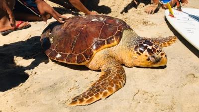 Tartaruga marinha encalha e é resgatada na Praia do Icaraí