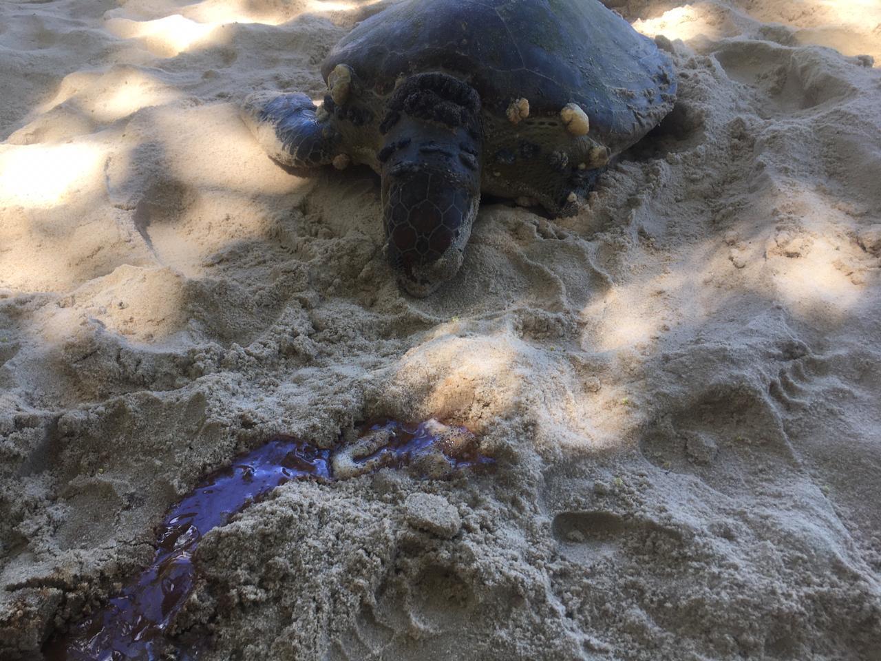 Tartaruga marinha é encontrada morta nas proximidades de um resort de luxo na praia da Taiba