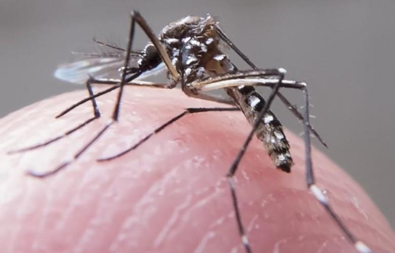 Boletins epdemiológios apontam os números de casos de Dengue, Febre Chikungunya e Zika em Minas Gerais