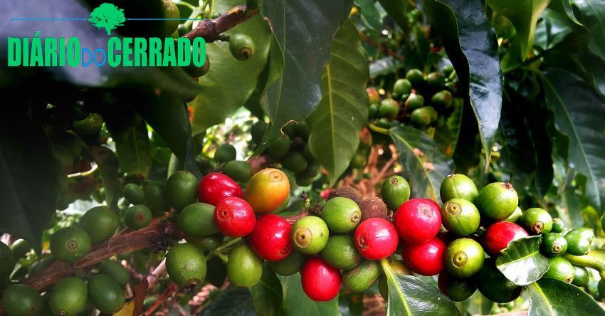 Produtores de Monte Carmelo participam de curso sobre combate de pragas nos cafezais