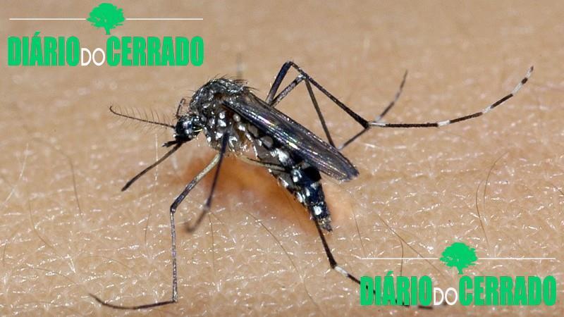 Ainda longe do período de maior incidência casos de dengue estão controlados em Patrocínio