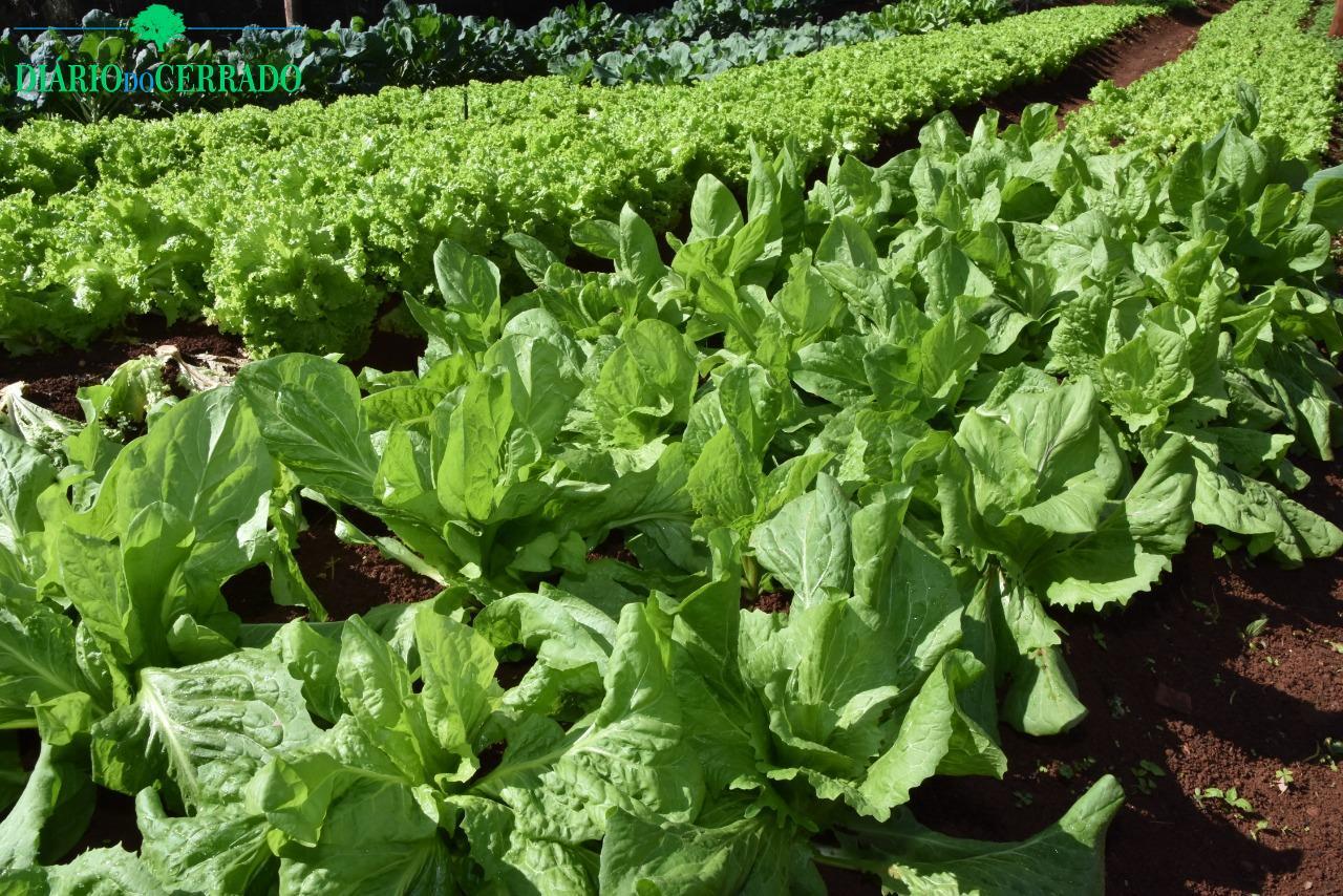 Nas adversidades, crescemos! Lar da Criança de Patrocínio recria horta de verduras e legumes