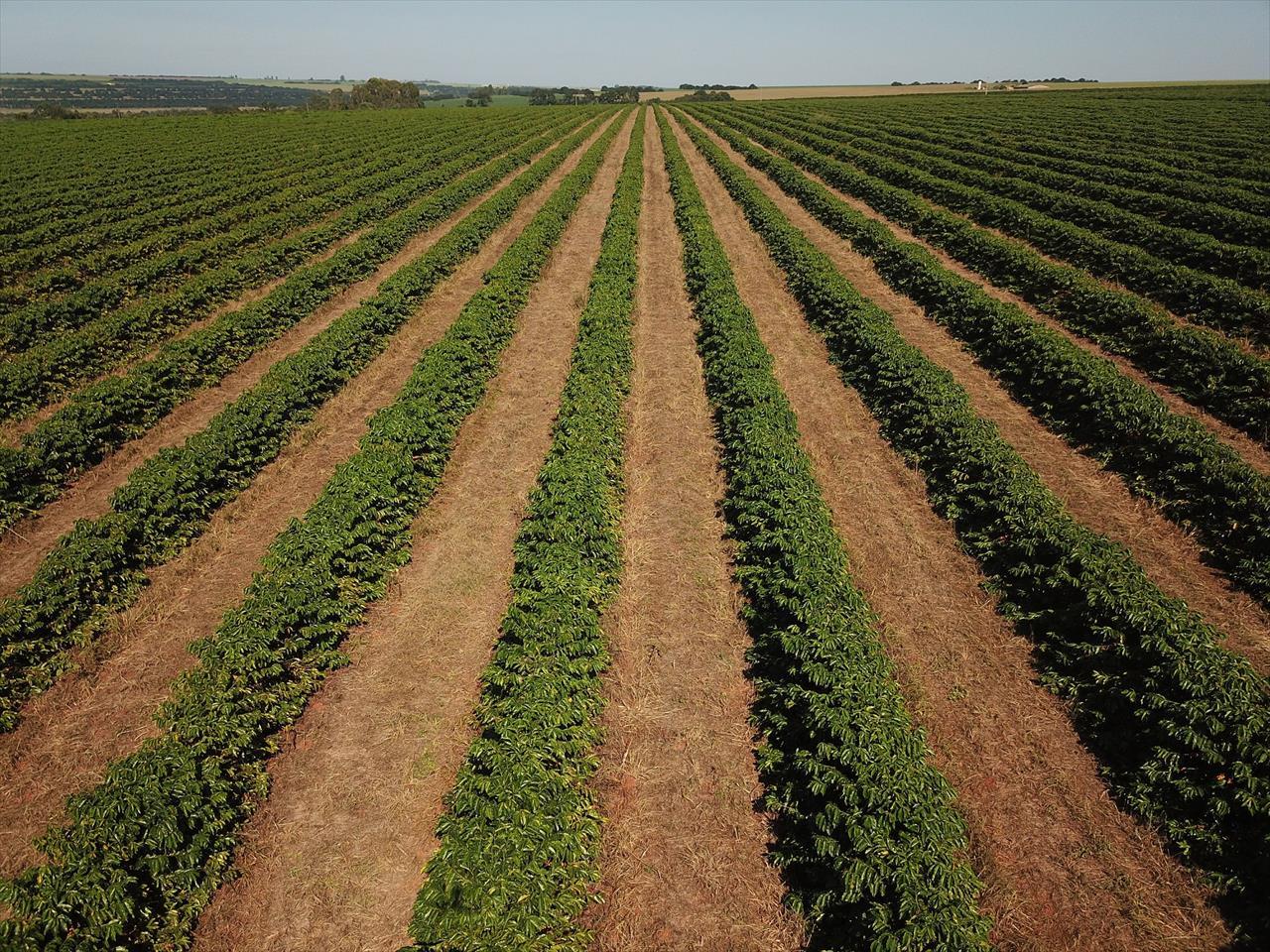 Valor Bruto da Produção agropecuária de Minas cresce 18%