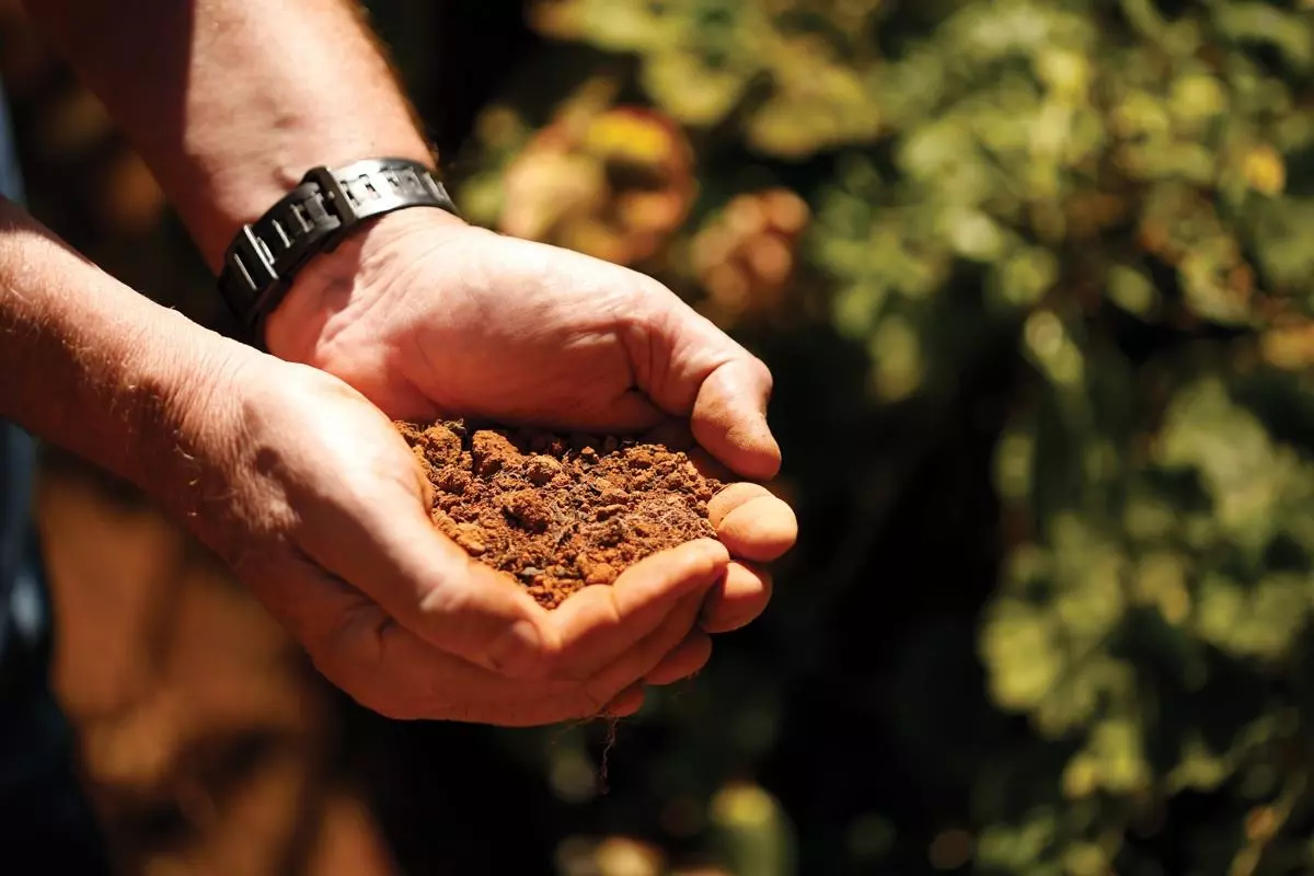 Adubos caros: É importante racionalizar seu uso nas lavouras de café