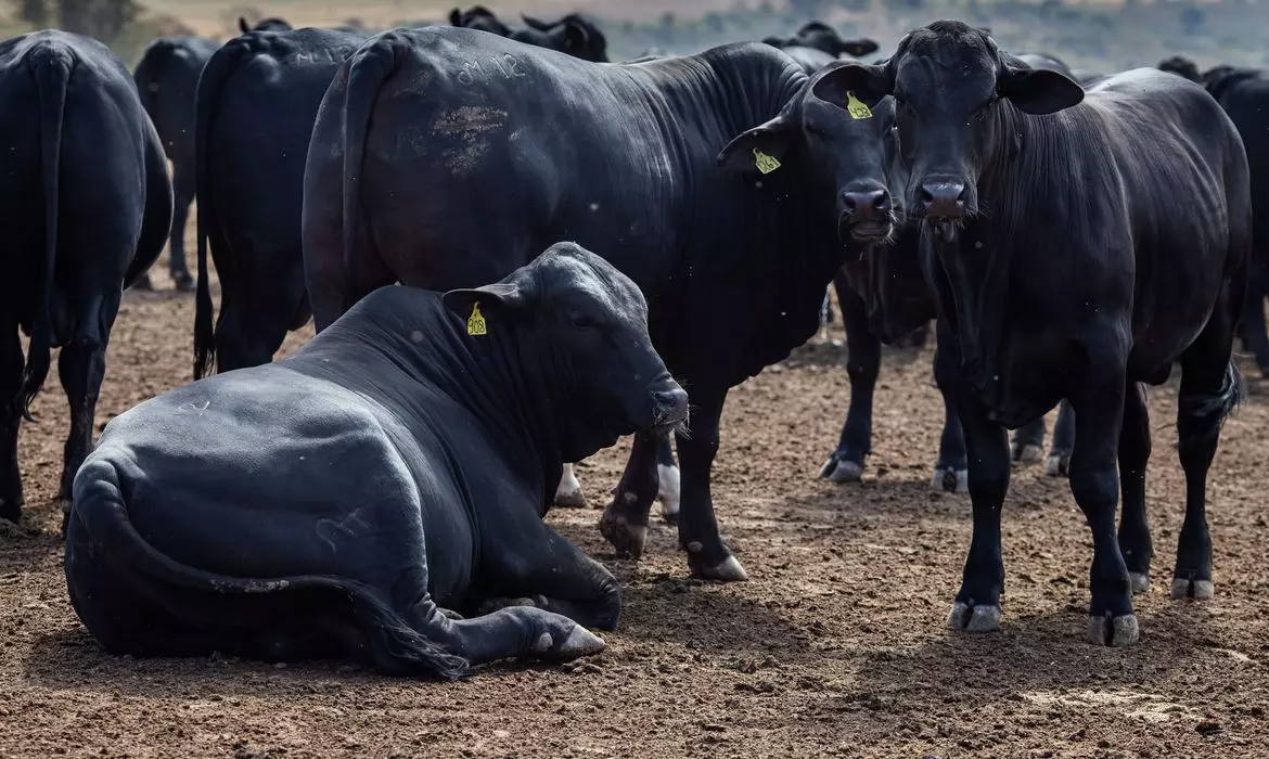 Rebanho bovino nacional teve aumento de 3,1% em 2021