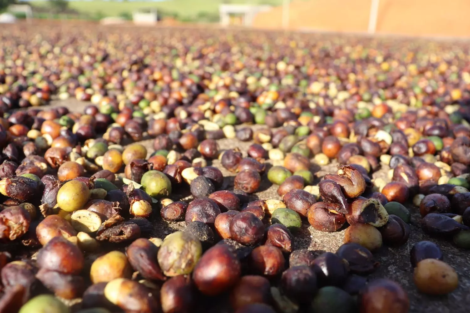 Altas temperaturas estão levando à revisão da produção de café