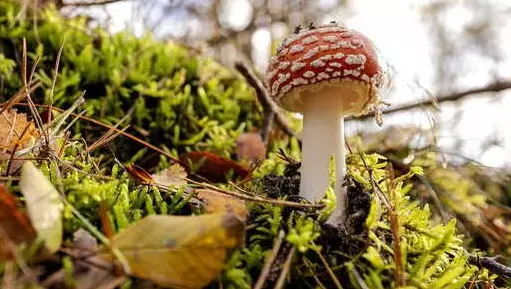 Cogumelo com potencial antibacteriano é descoberto no Equador