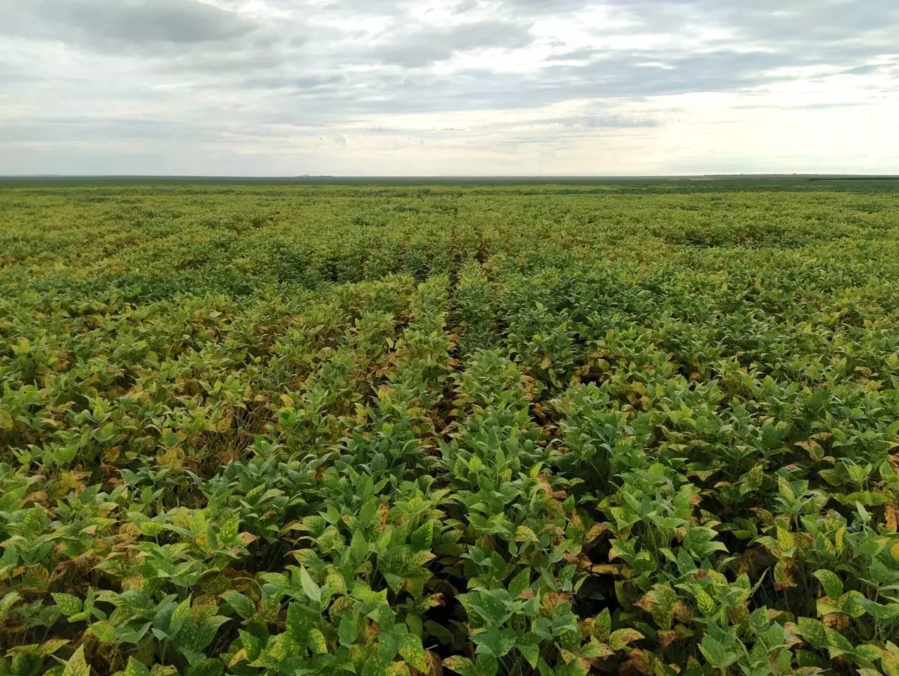 AGRO - Manejo de nematoides ganha importante aliado no inverno