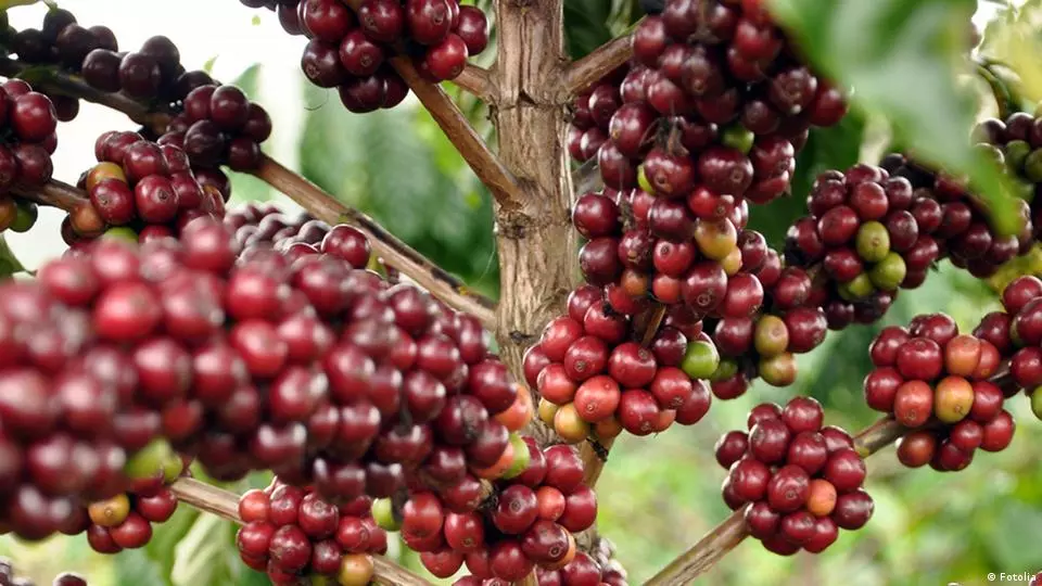 Mudança climática pode levar cafeicultores a plantar diferentes variedades de café