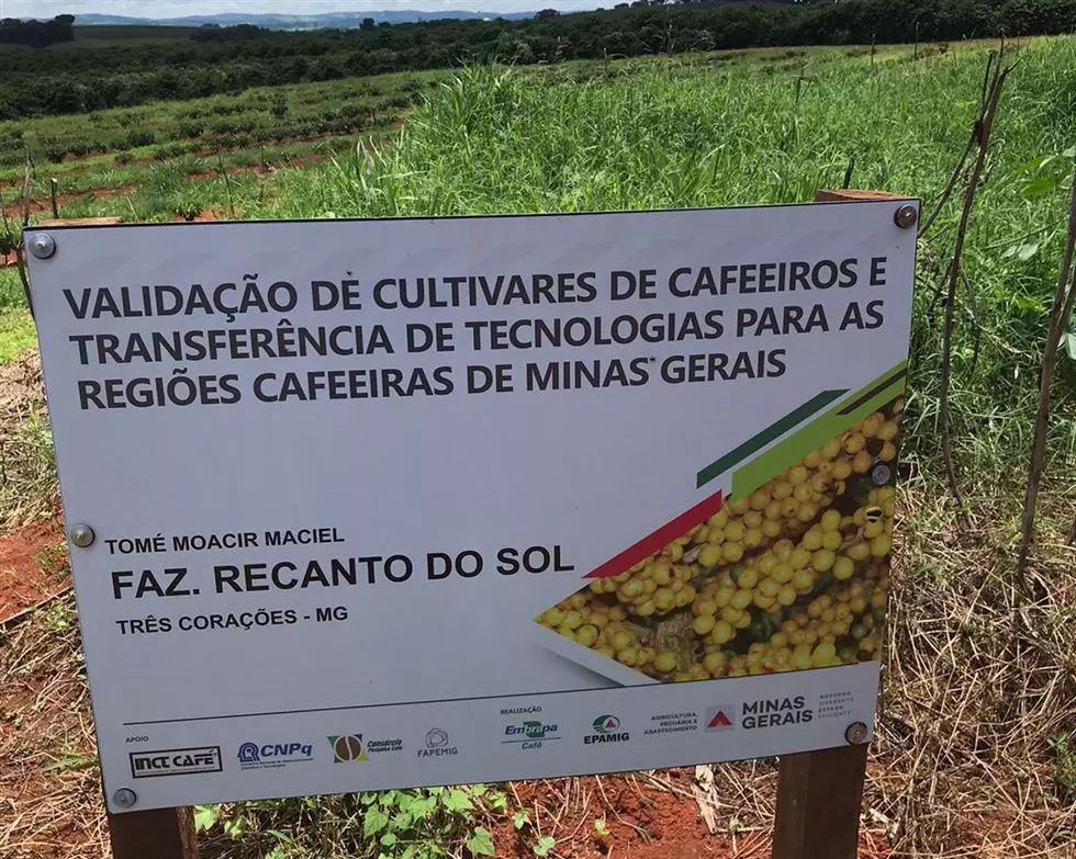 Pesquisadores acompanham  projeto que avalia desempenho de novas cultivares de café em MG