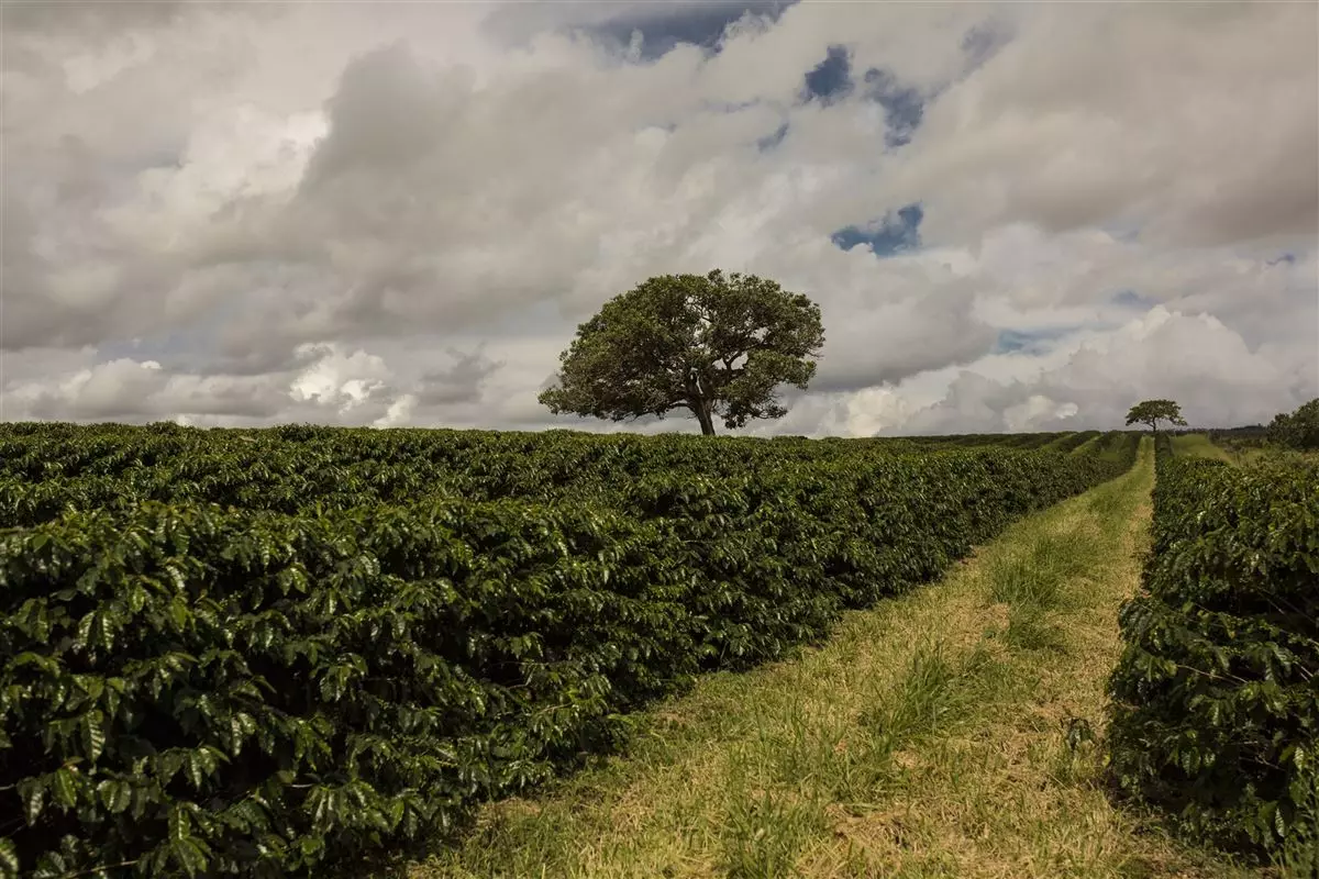 Cafeicultores do Cerrado Mineiro são destaque em premiação sobre sustentabilidade