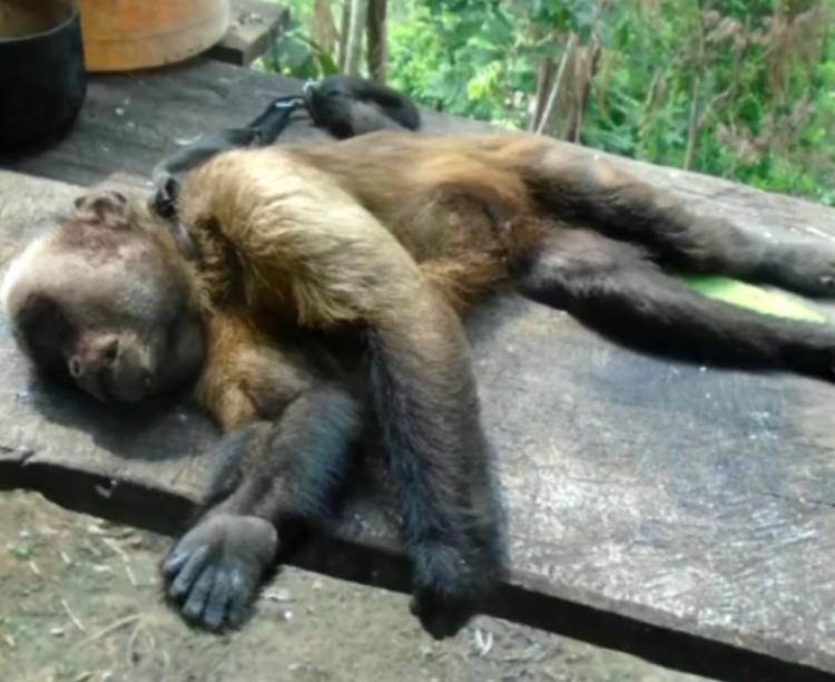 Morte de macaco em Rio Negro