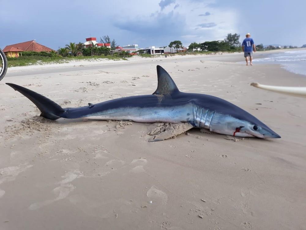 Tubarão de 2,26 metros é encontrado encalhado em praia do Paraná