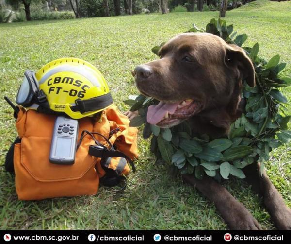 Primeiro cão certificado para buscas no Corpo de Bombeiros de Santa Catarina morre após 16 anos de trabalhos